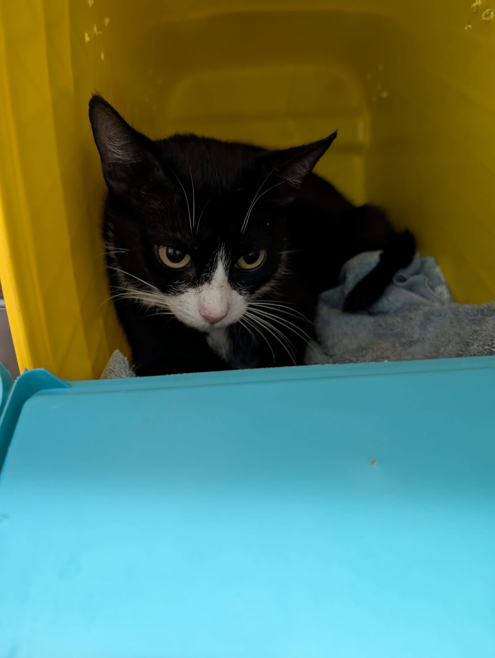 Violet - At Shelter - Domestic Short Hair