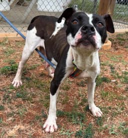 Dottie May - At Shelter Available image 1