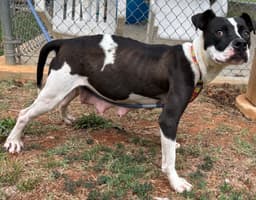 Dottie May - At Shelter Available image 3