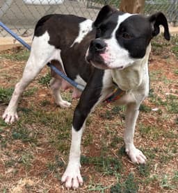 Dottie May - At Shelter Available image 4
