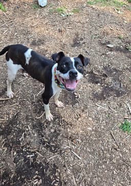 Dottie May - At Shelter Available image 2
