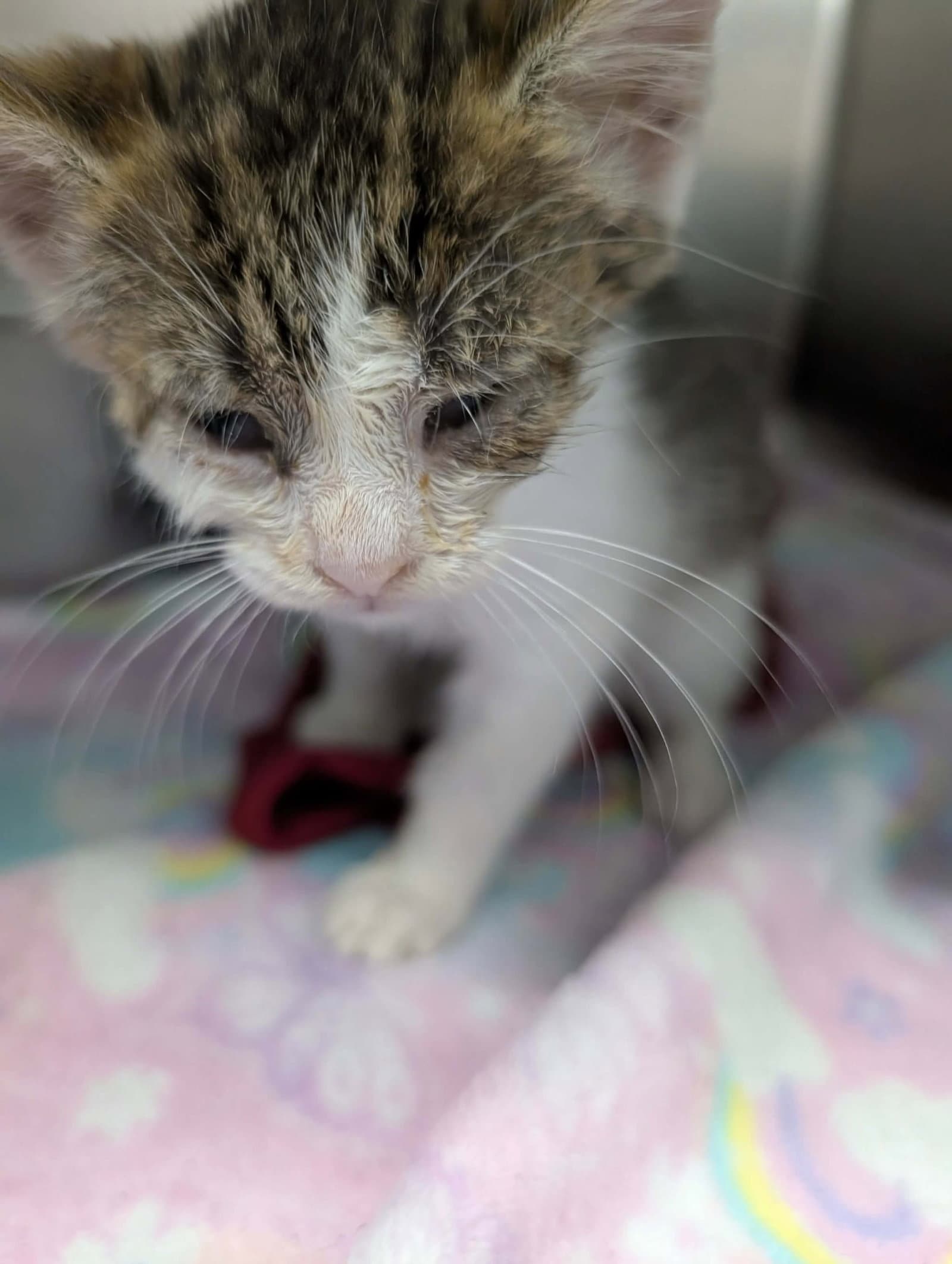 Usps - At Shelter - Domestic Short Hair