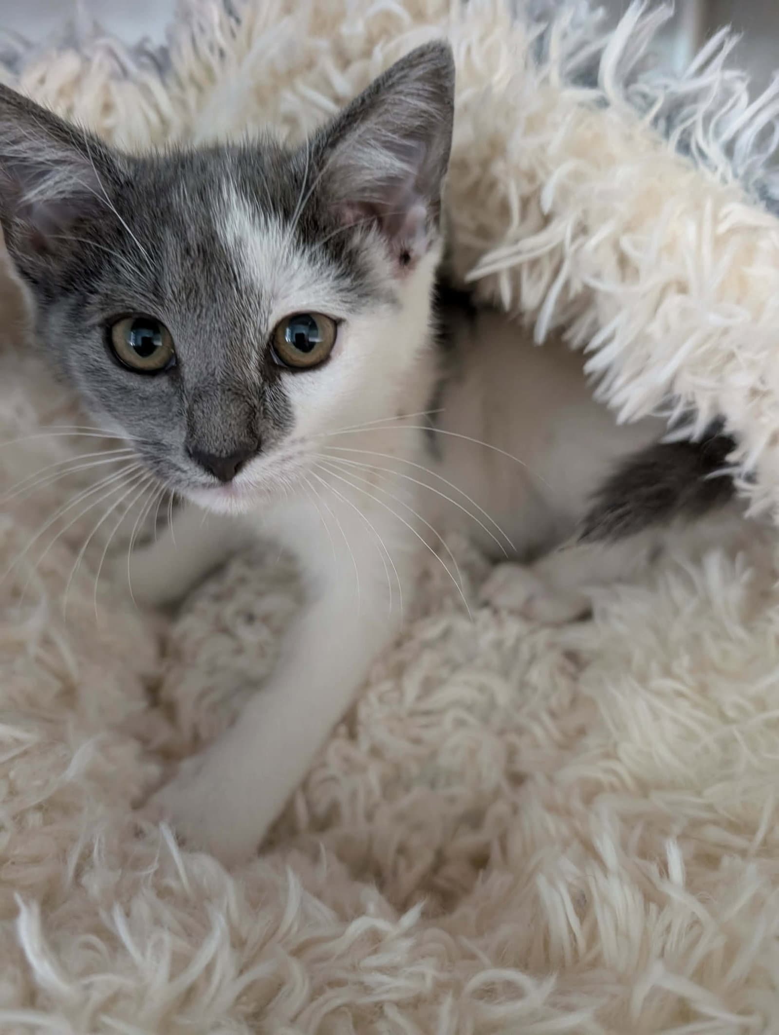 Snack Wrap - At Shelter - Domestic Short Hair