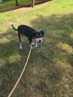Jed - At Shelter Available image 1