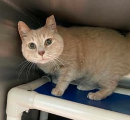 Pumpkin - At Shelter image 1