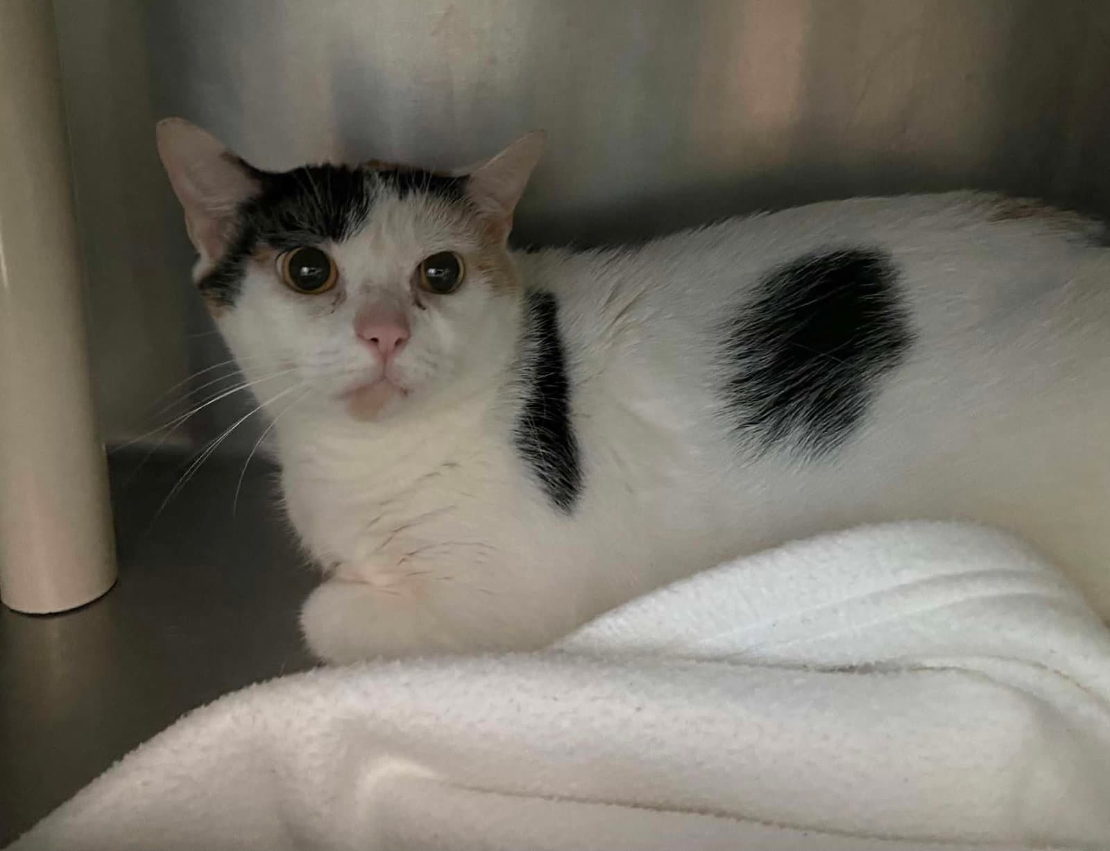 Delilah - At Shelter - Domestic Short Hair