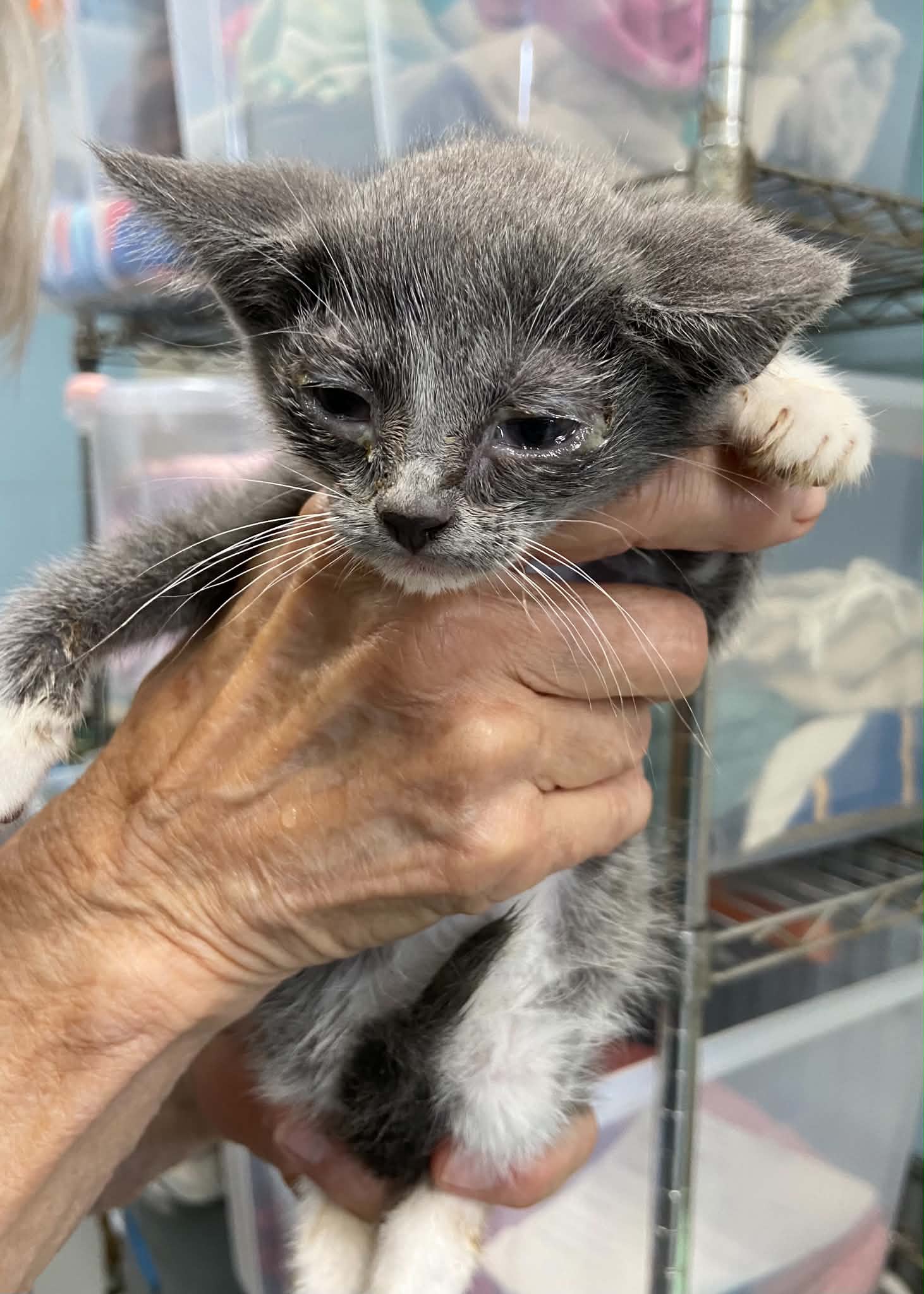 Smokey - At Shelter - Domestic Short Hair
