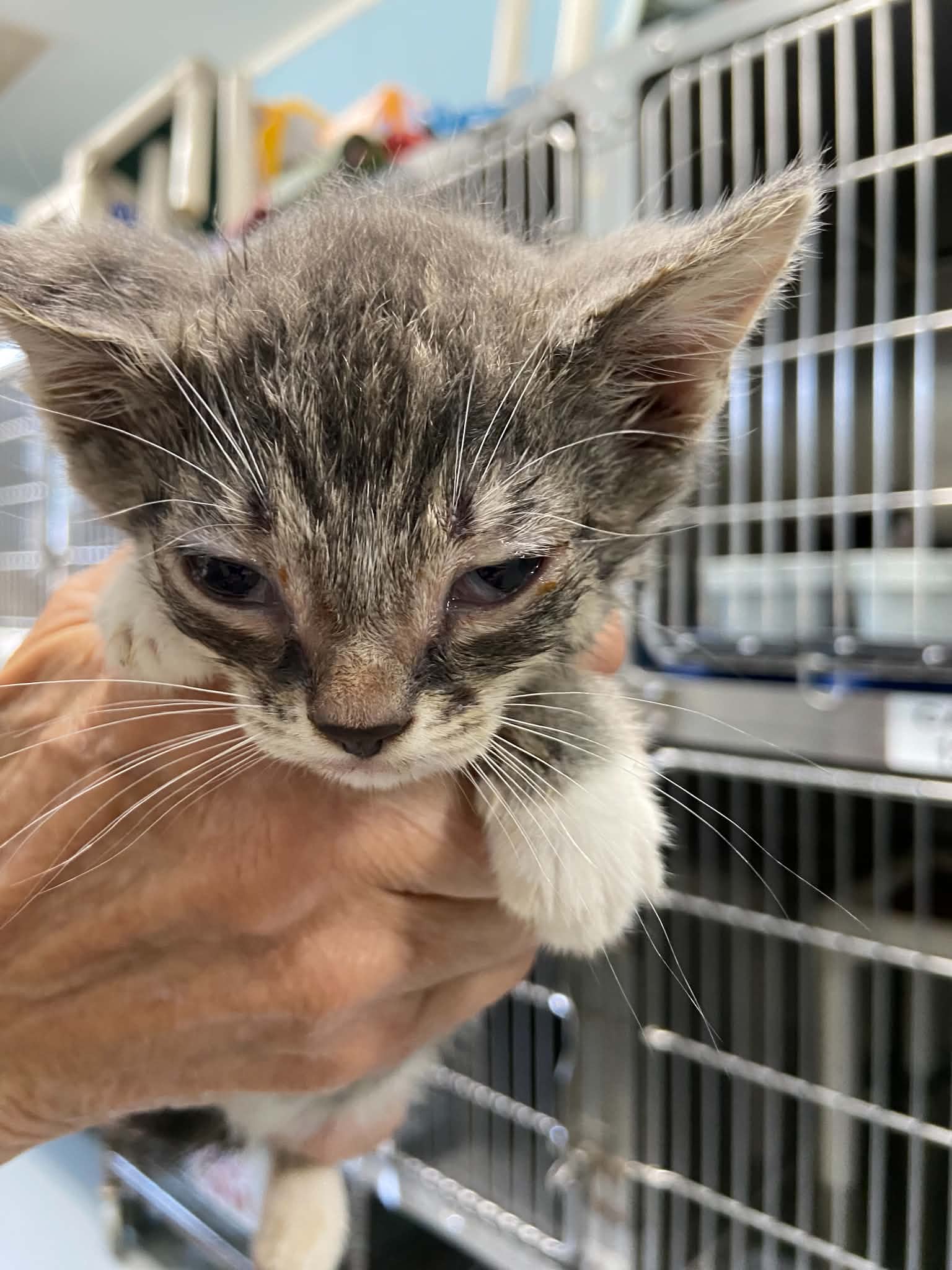 Shenandoah - At Shelter - Domestic Short Hair