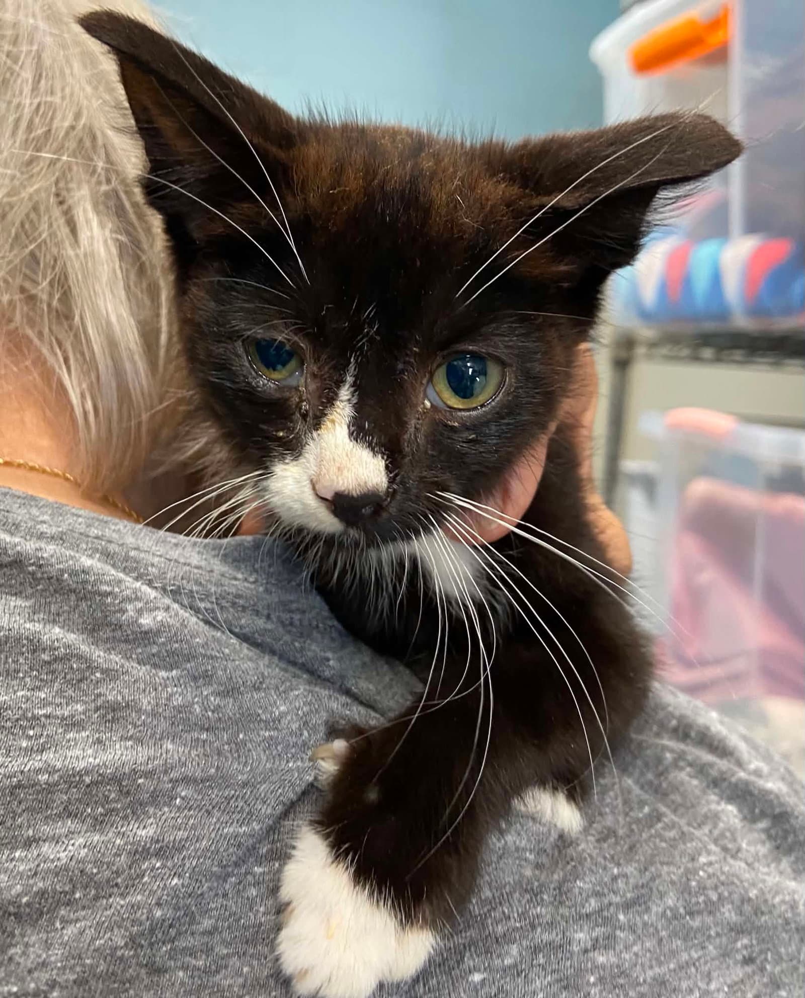 Yellowstone - At Shelter - Domestic Short Hair