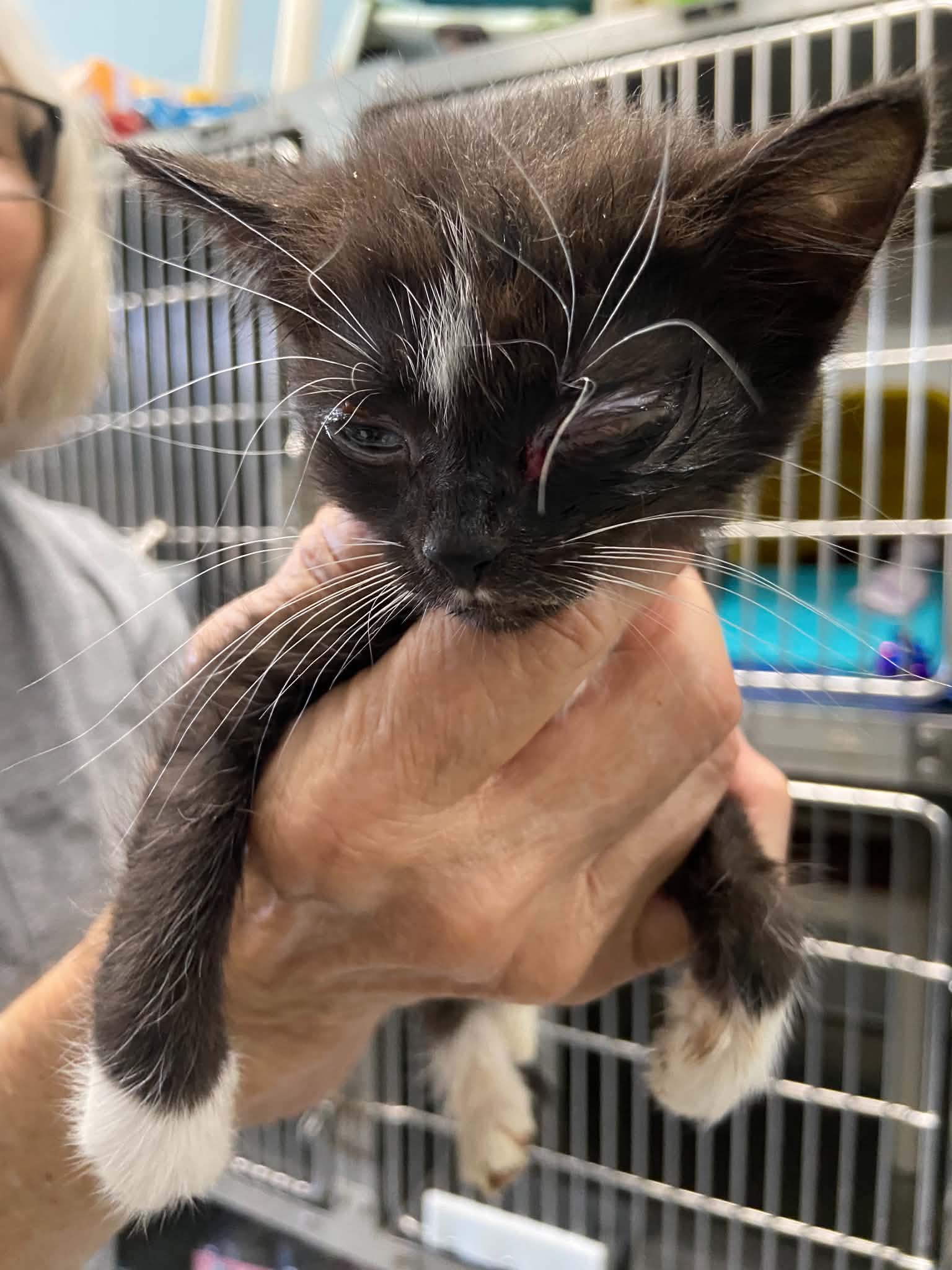 Sequoia - At Shelter - Domestic Short Hair