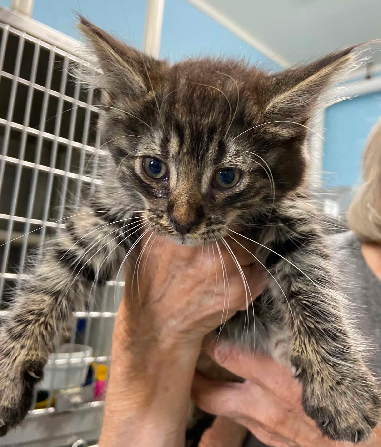 Bill Of Rights - At Shelter - Domestic Short Hair