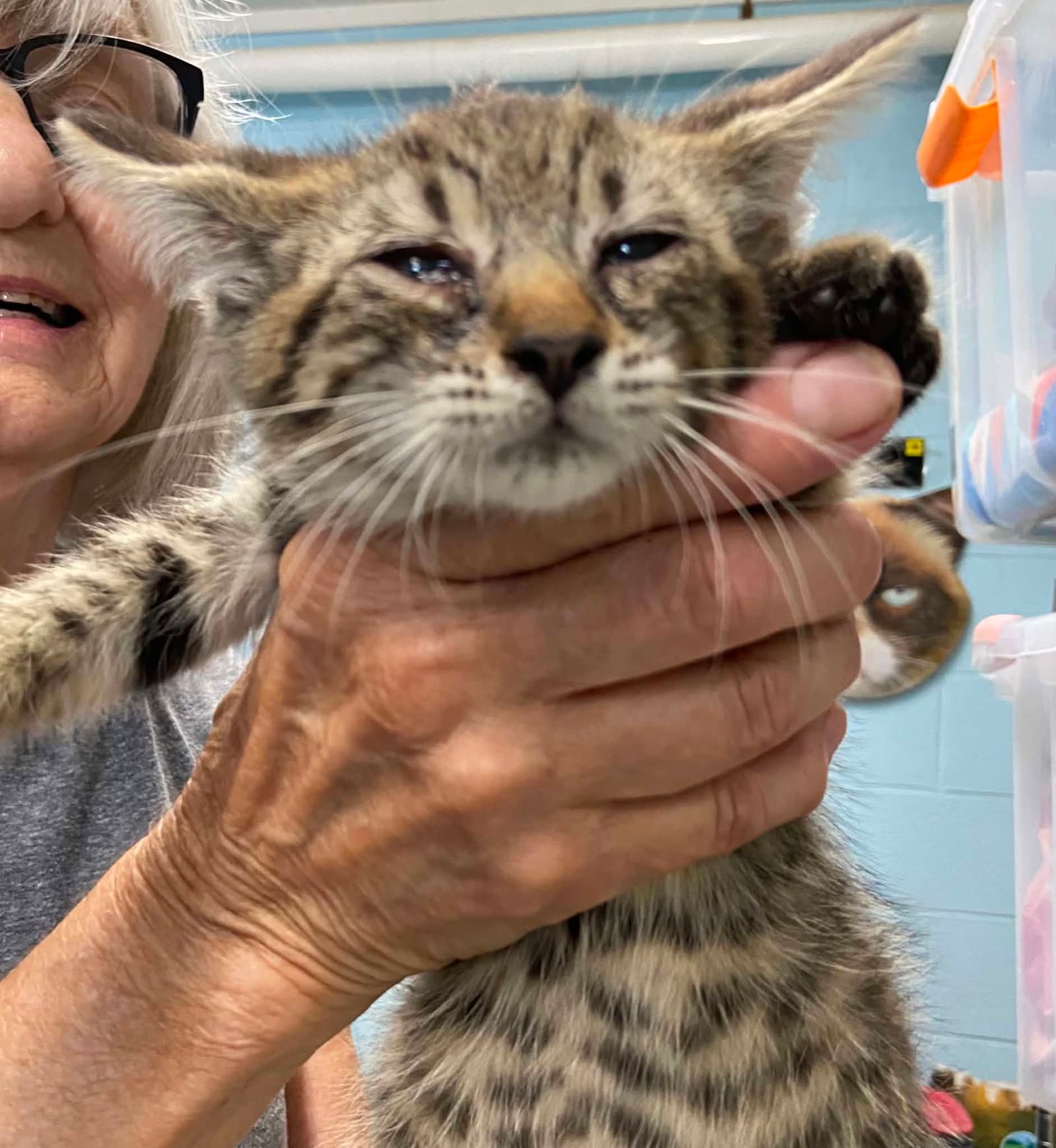 Revolution - At Shelter - Domestic Medium Hair