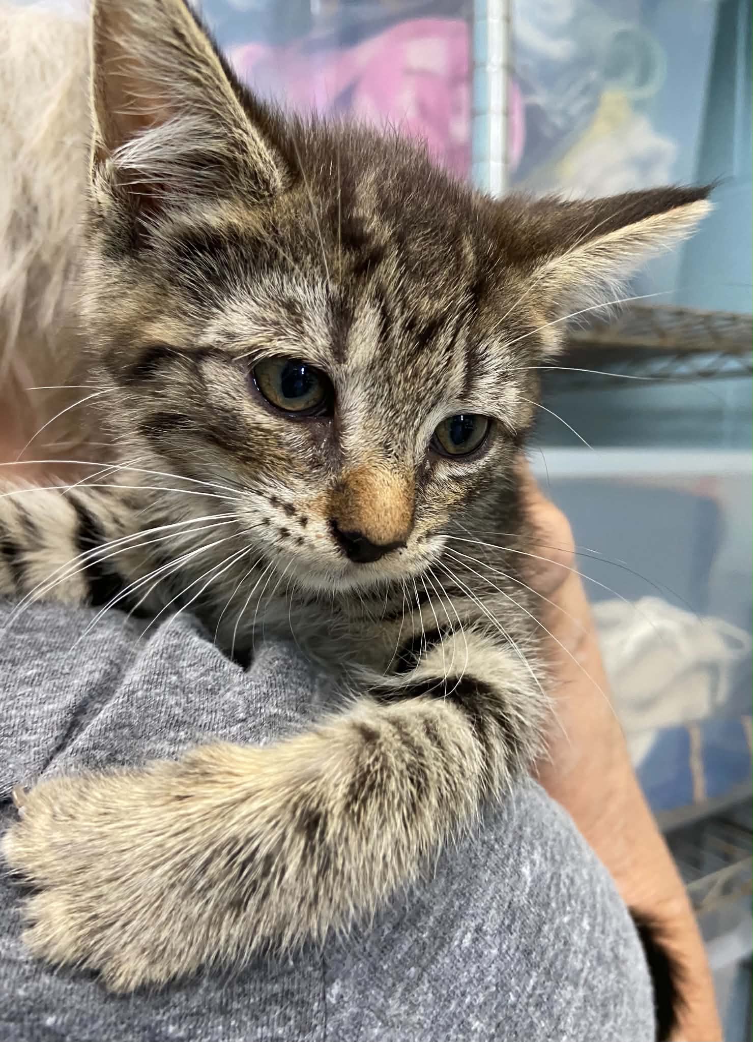 Kips Bay - At Shelter - Domestic Short Hair