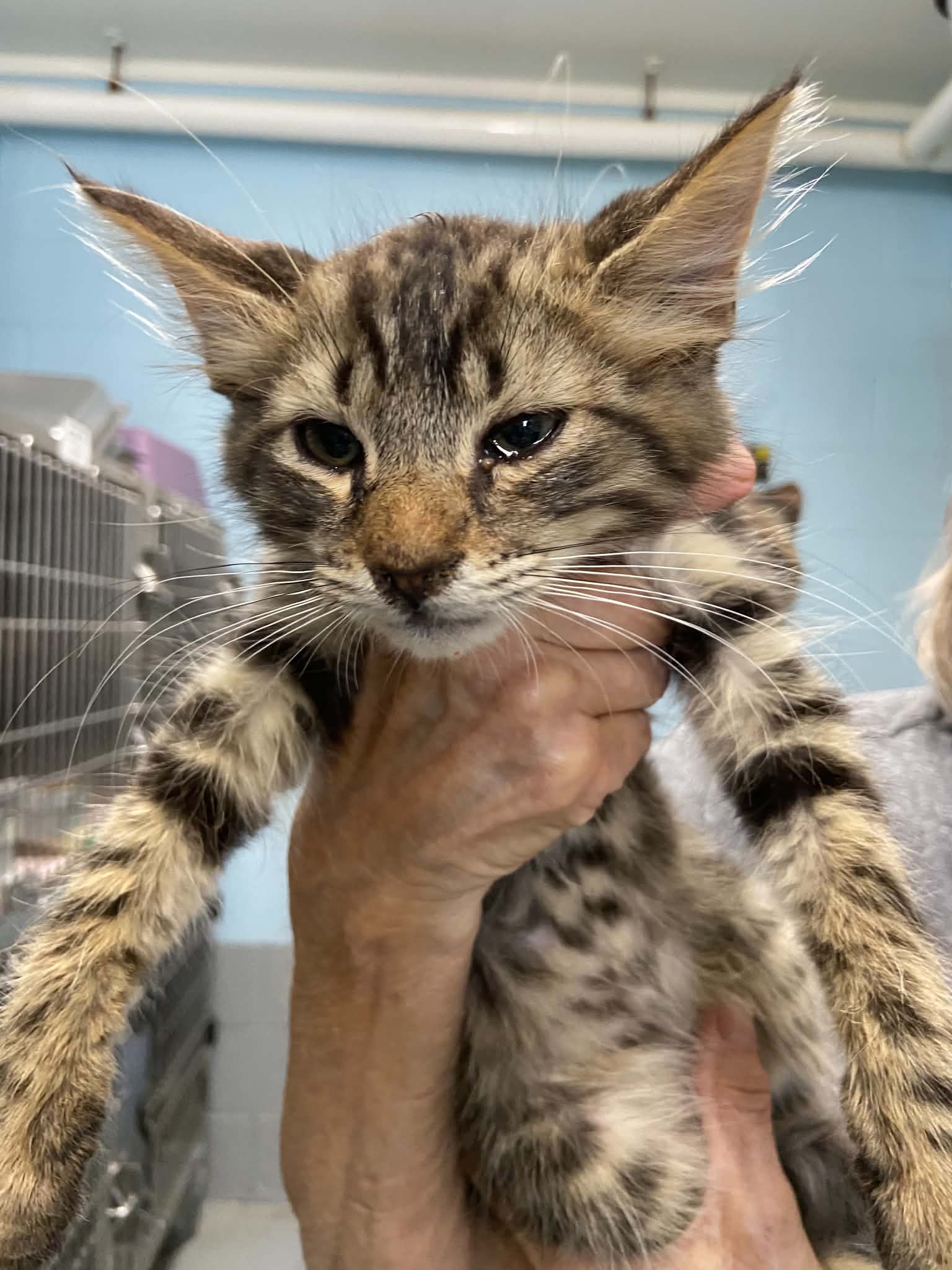 Independence - At Shelter - Domestic Medium Hair