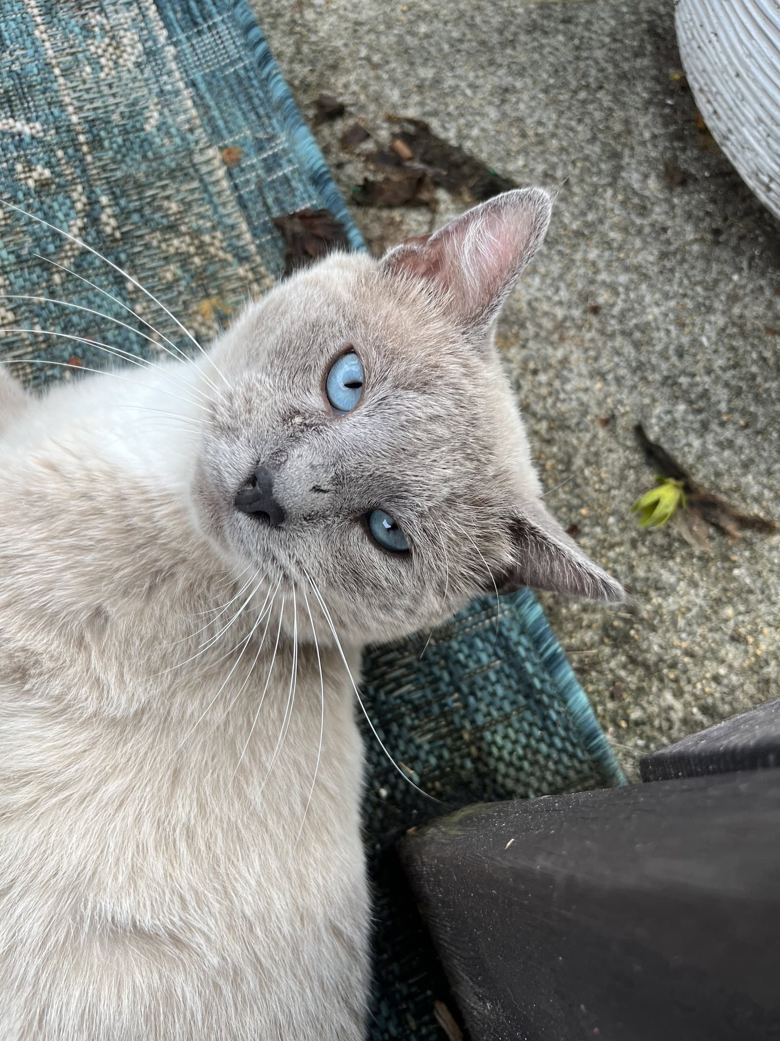 Artemis Not At The Shelter Erica - Snowshoe
