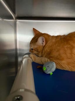 Dale - At Shelter image 1