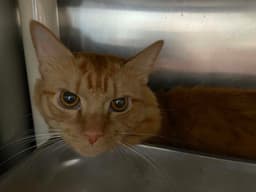 Tucker - At Shelter image 1