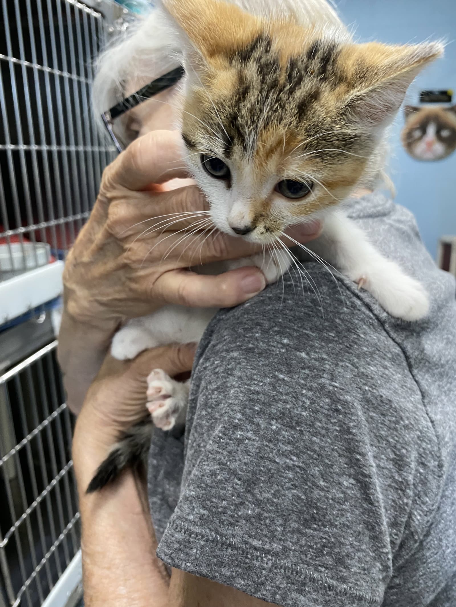 Toy Store - At Shelter - Domestic Short Hair