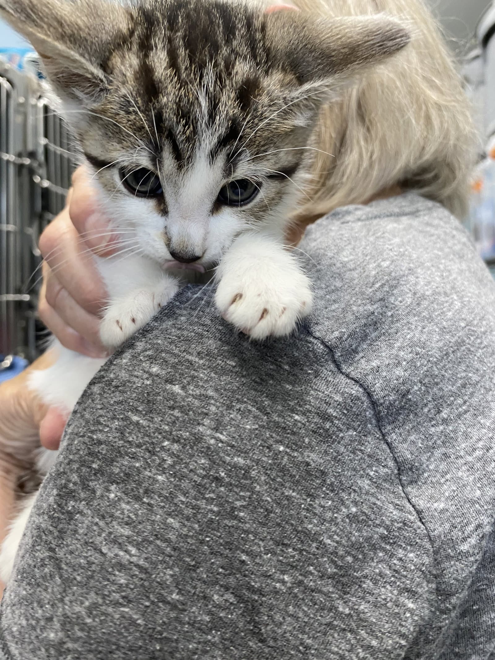 Tm - At Shelter - Domestic Short Hair