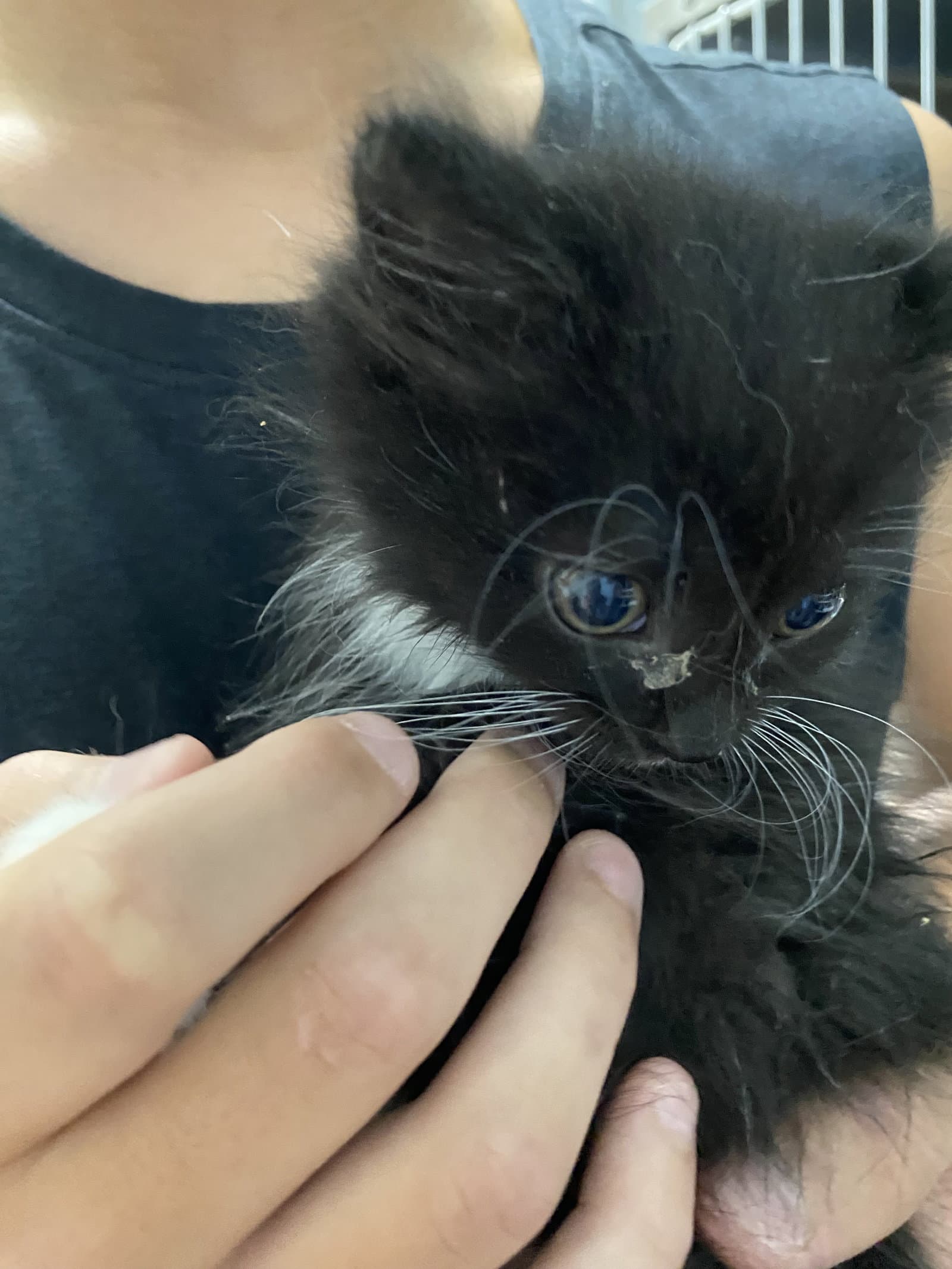 Dutch Baby - At Shelter - Domestic Short Hair