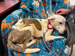 Bo Not At Shelter Av image 1