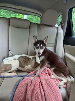 Coco Not At Shelter Av image 1
