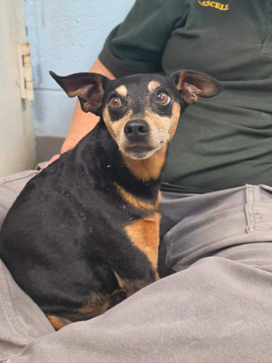 Booker T - At Shelter Available - Miniature Pinscher