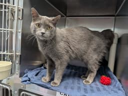Lady Gray - Visit At Petsmart Lynchburg image 1