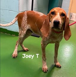 Joey T - At Shelter Available image 1