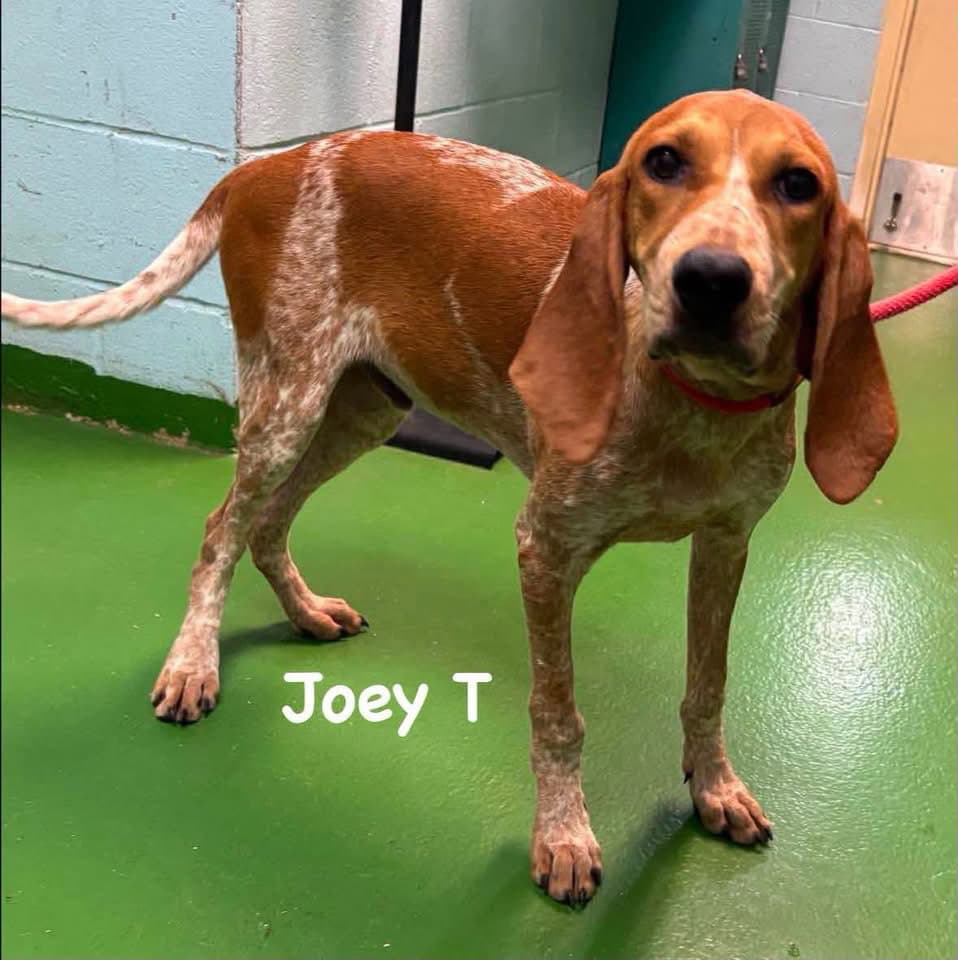 Joey T - At Shelter Available - Hound