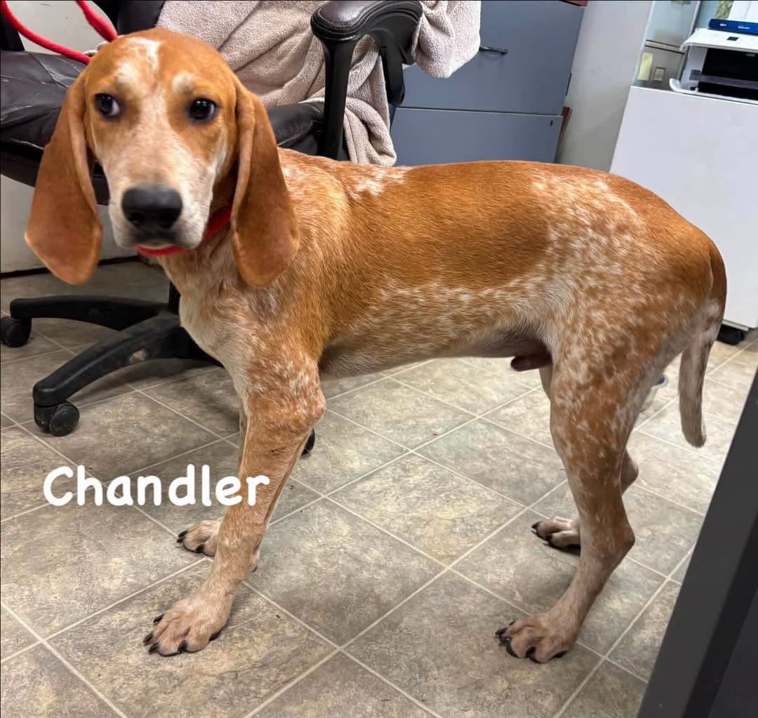 Chandler - At Shelter Available - Hound