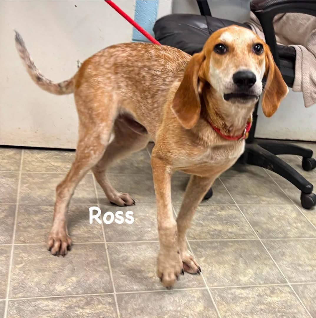 Ross - At Shelter Available - Hound