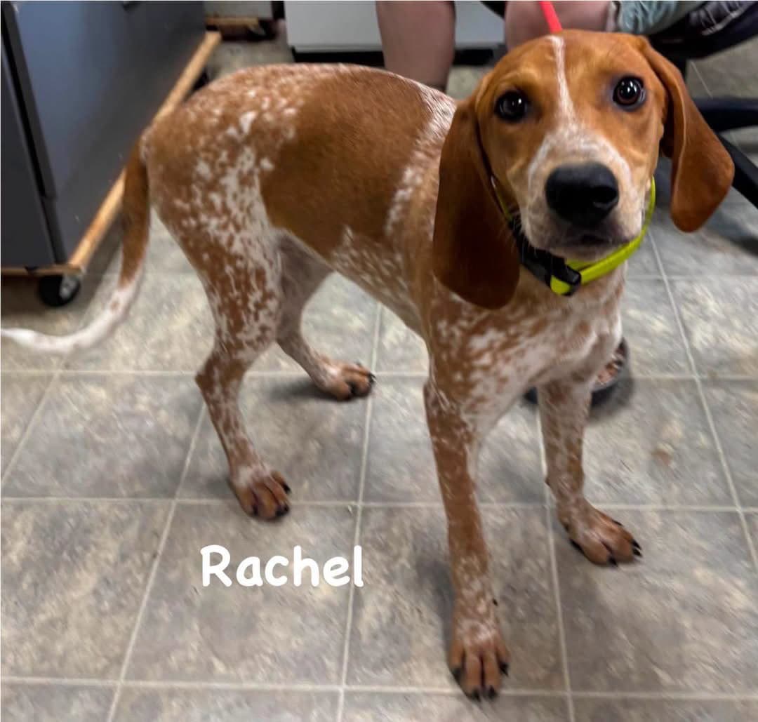 Rachel - At Shelter Available - Hound