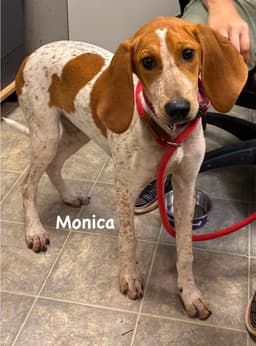 Monica - At Shelter Available image 1