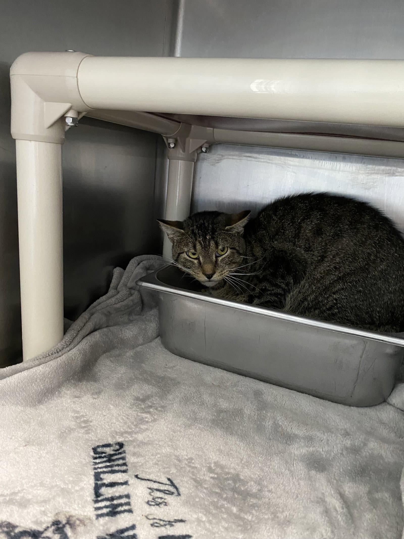 Boy George - At Shelter - Domestic Short Hair