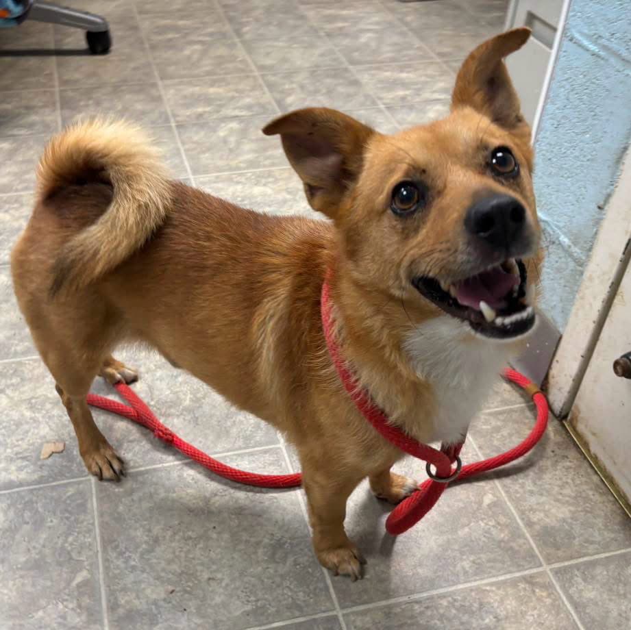Steele - At Shelter Available - Pomeranian