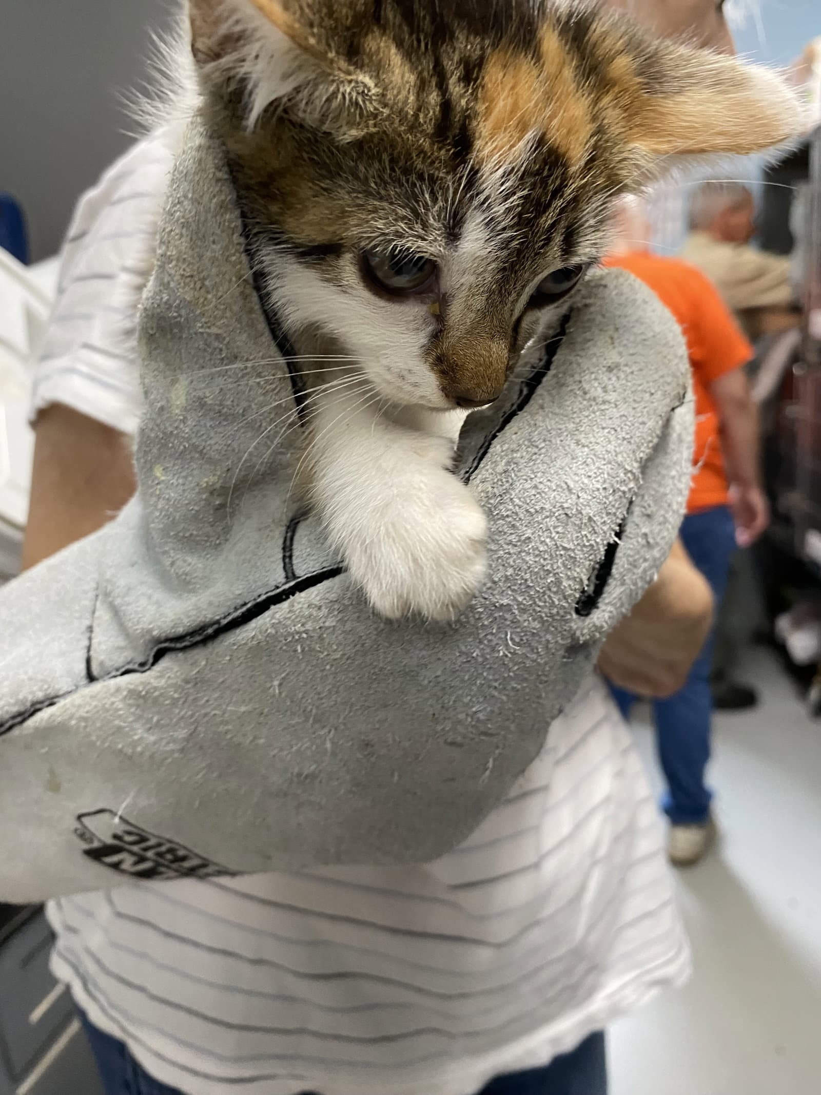 Apollo - At Shelter - Domestic Short Hair