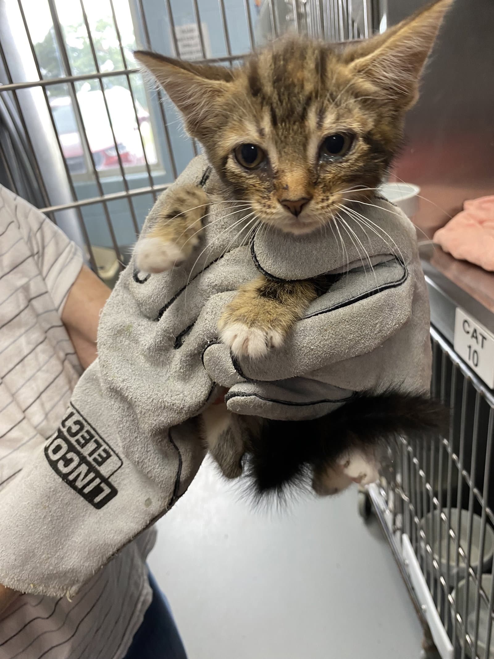Libra - At Shelter C - Domestic Short Hair