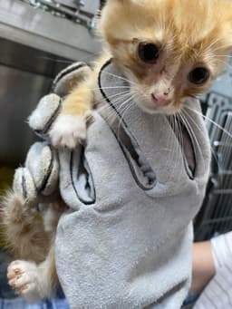 Nova - At Shelter image 1