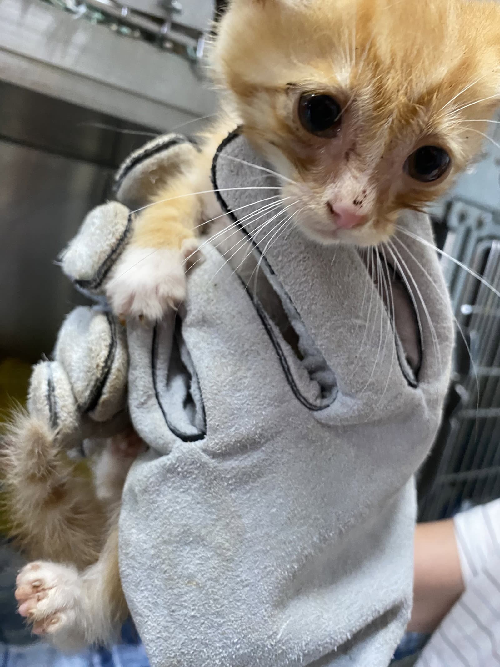 Nova - At Shelter - Domestic Short Hair