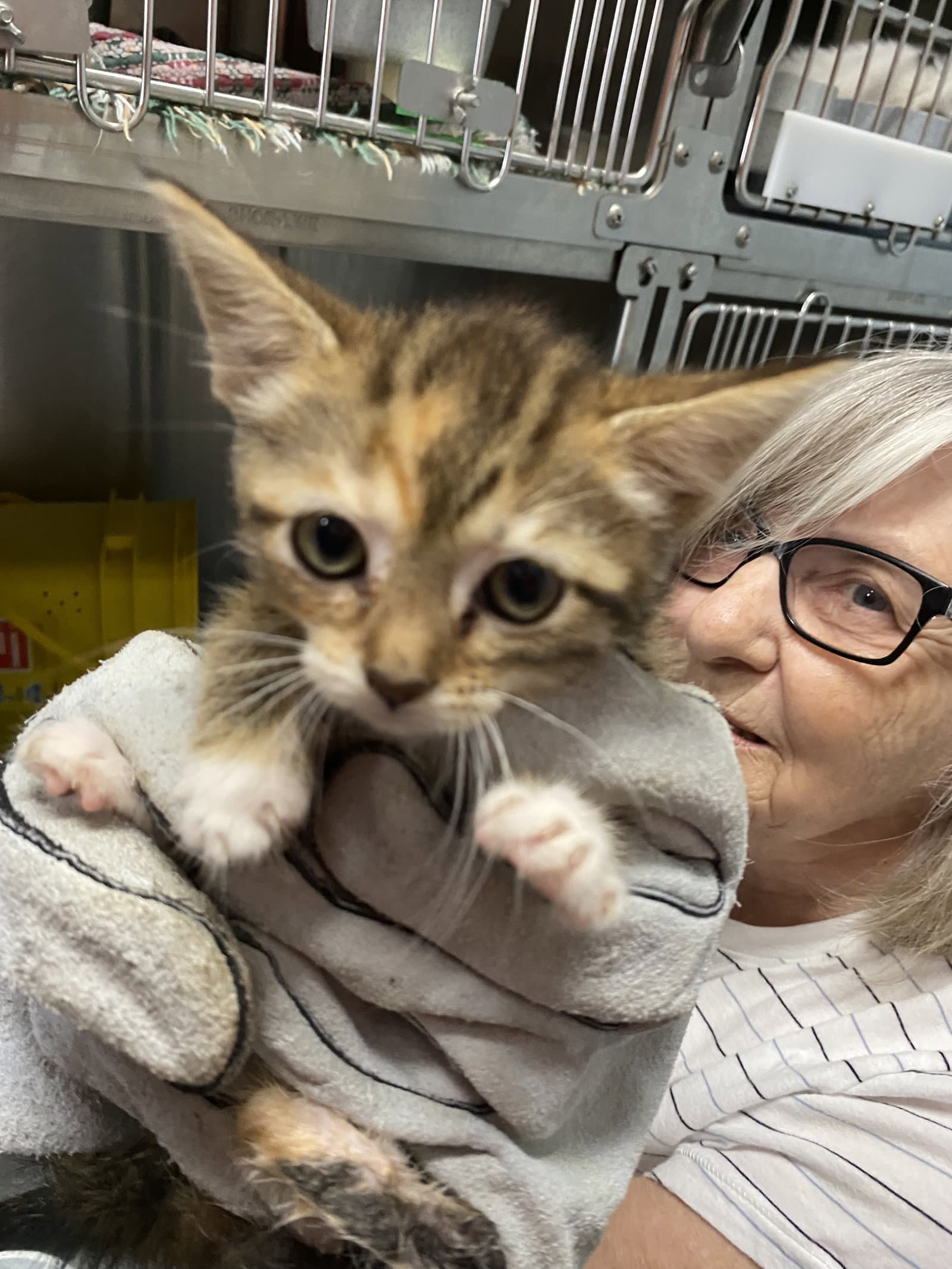 Sagittarius - At Shelter - Domestic Short Hair
