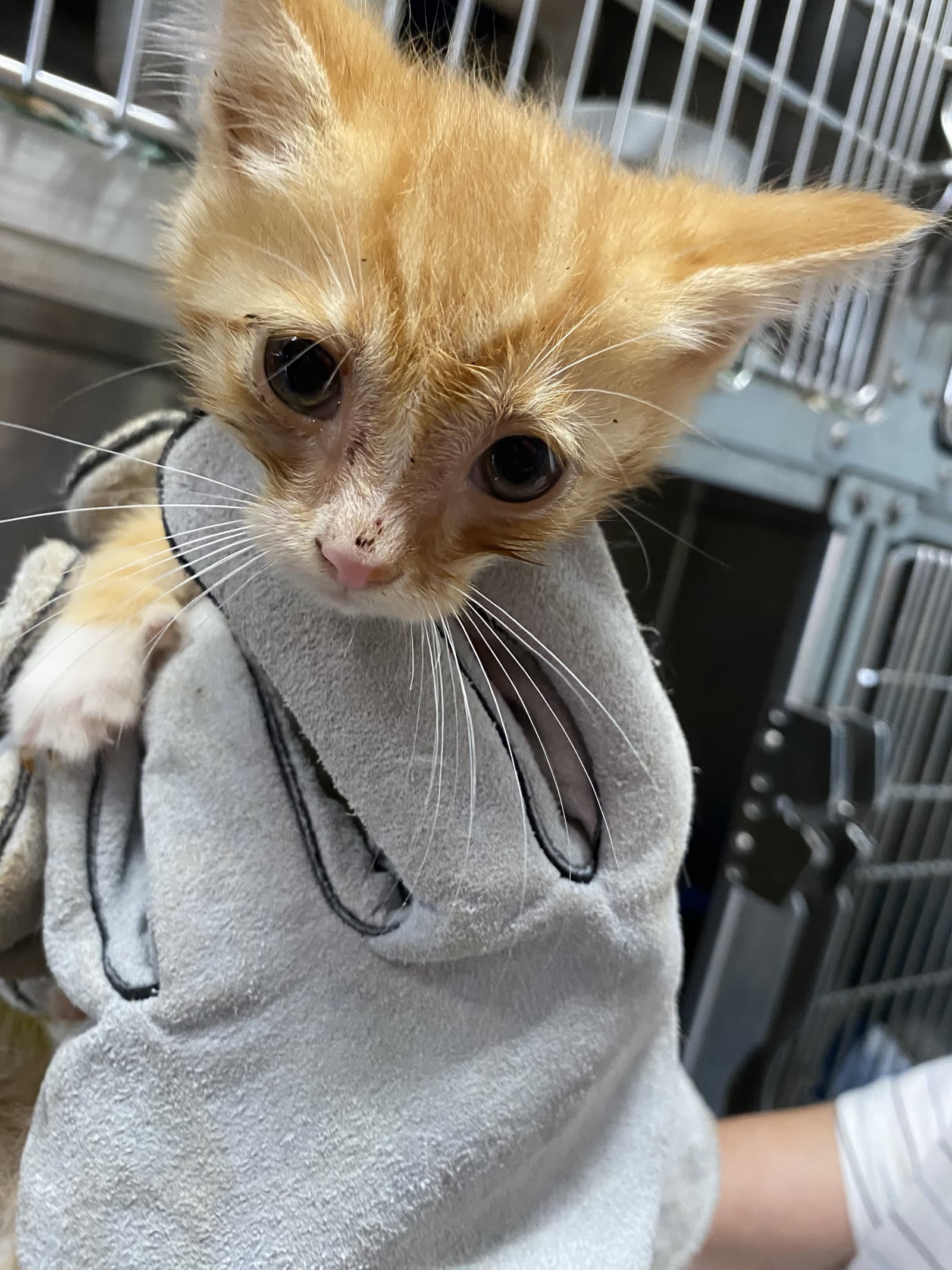Pieces - At Shelter - Domestic Short Hair