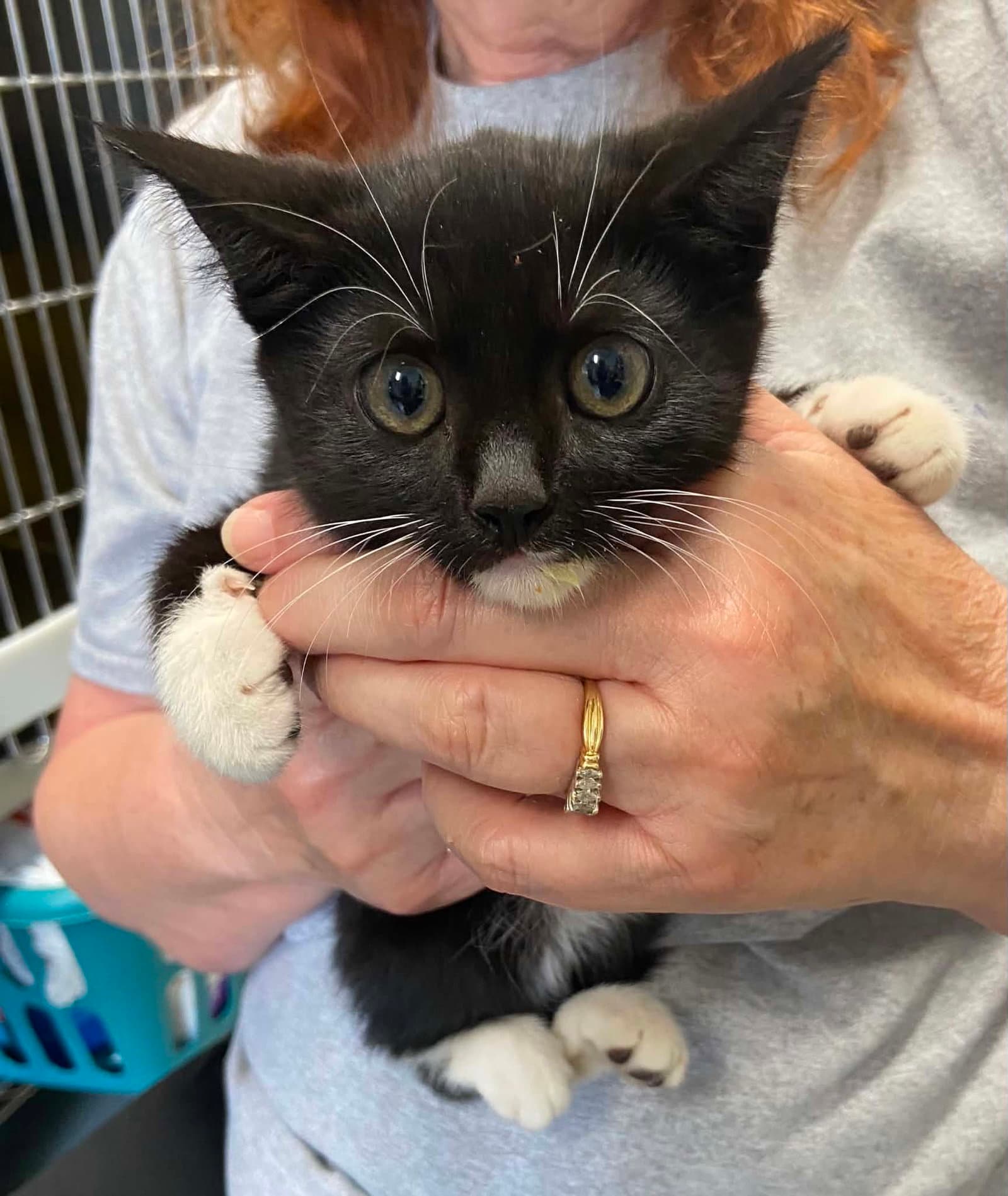 Winston - At Shelter - Domestic Short Hair