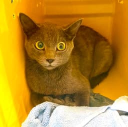 Gigi - At Shelter image 1