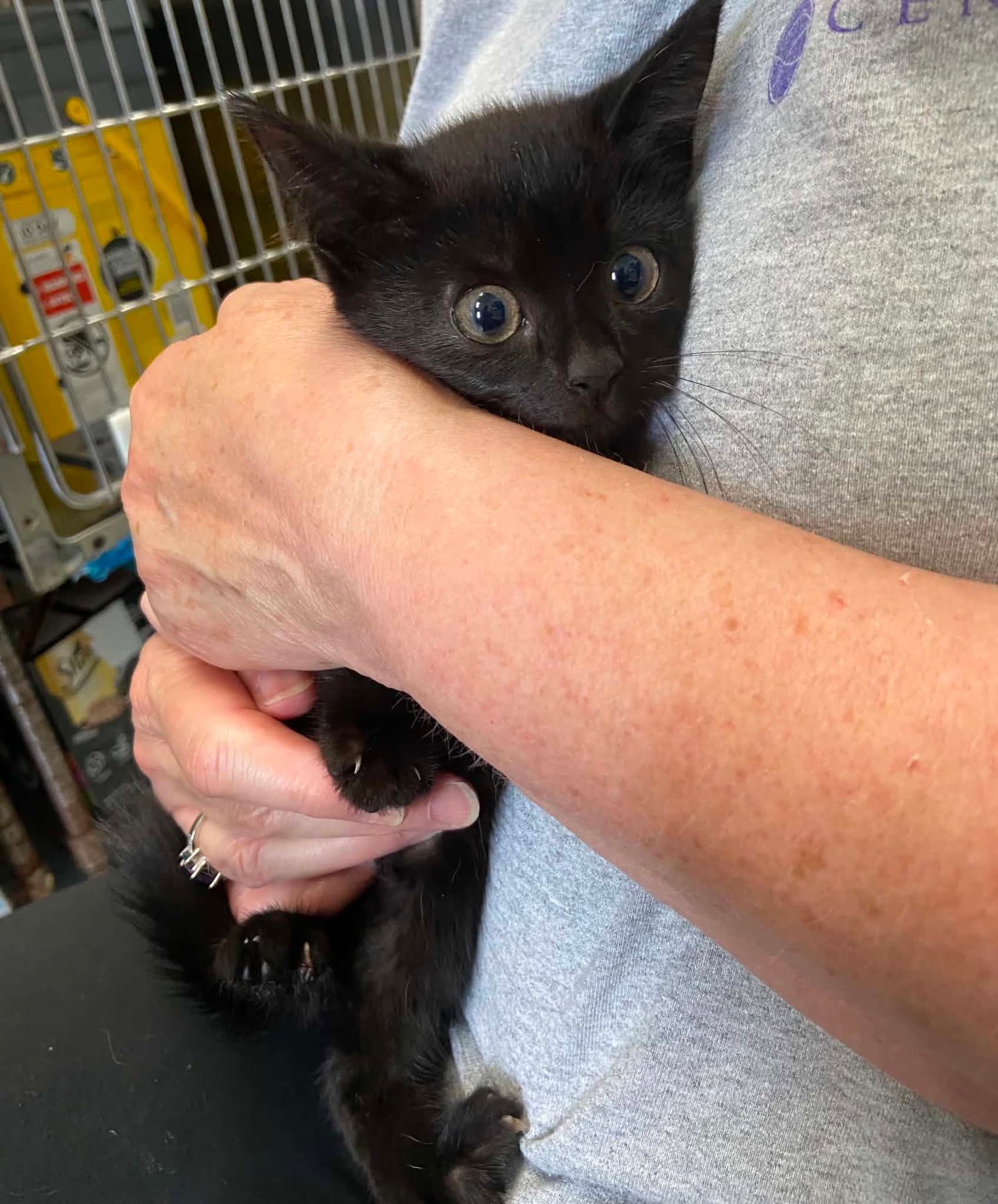 Callie - At Shelter - Domestic Short Hair