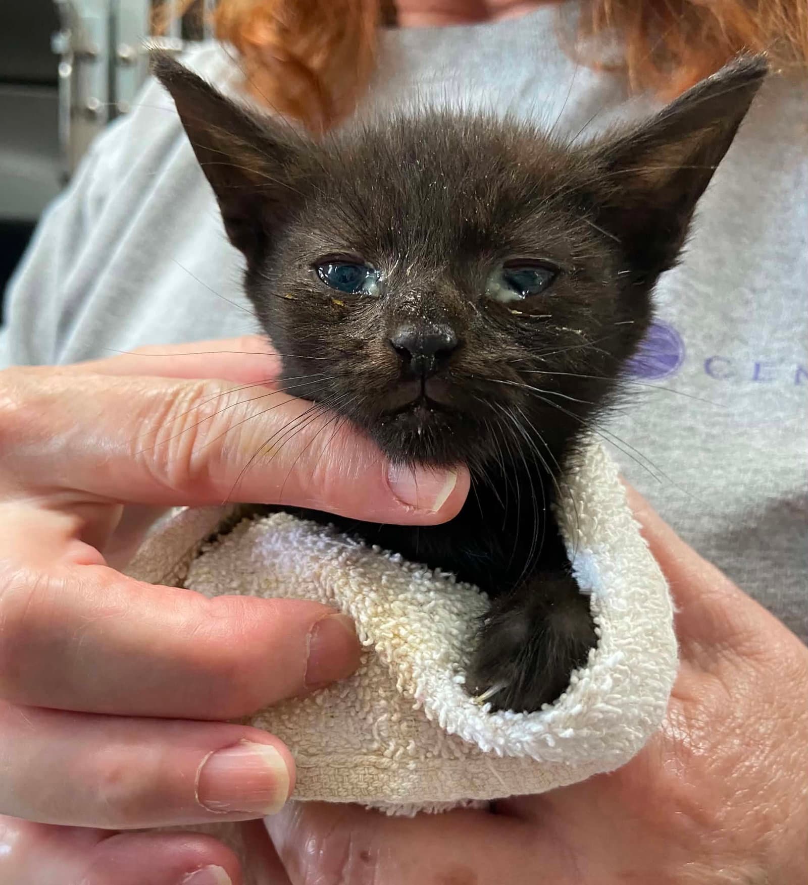 Shasta - At Shelter - Domestic Short Hair