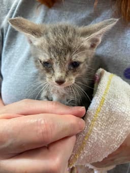 Caliente - At Shelter image 1