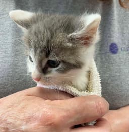 Conner - At Shelter image 1