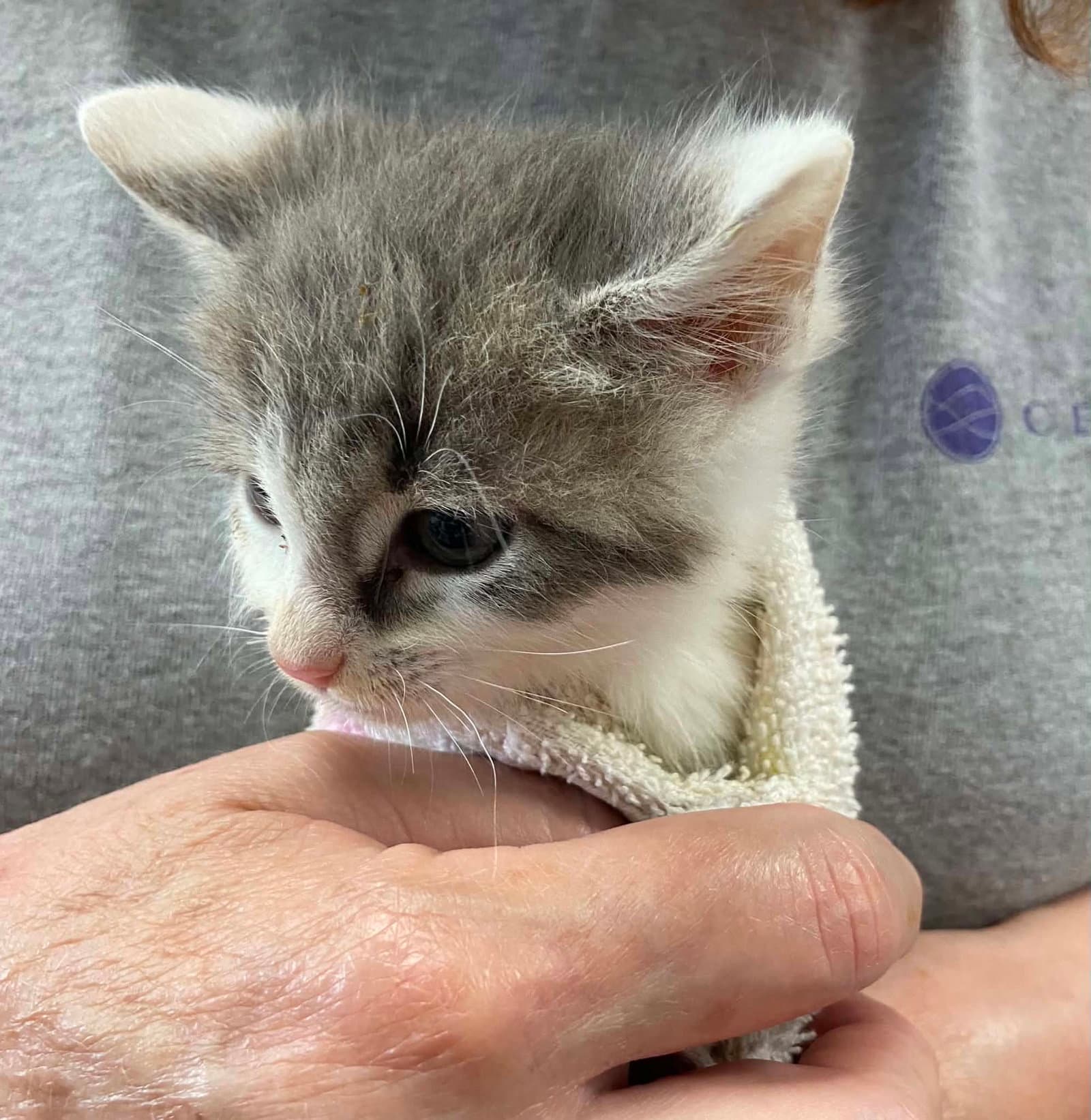 Conner - At Shelter - Domestic Short Hair