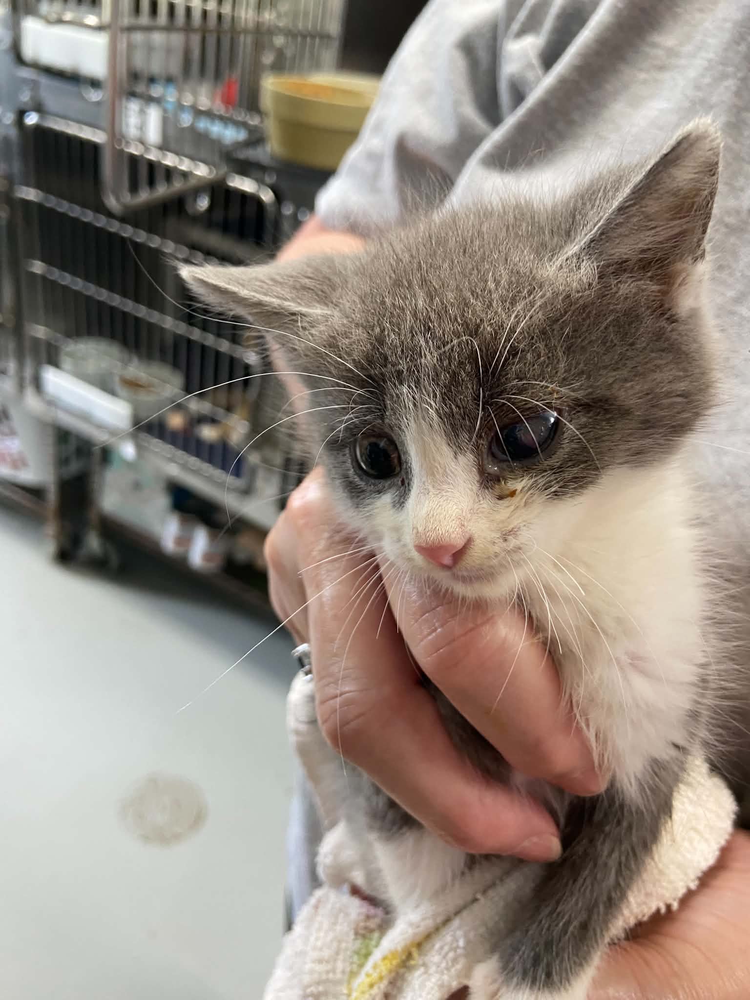 Cain - At Shelter - Domestic Short Hair